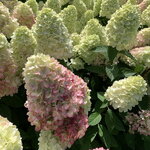Hydrangea paniculata Bonfire (1)