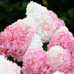 Hydrangea paniculata Living Pink & Rose (2)