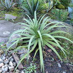 Agave bracteosa (2)