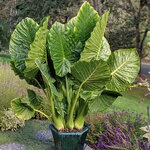 Alocasia macrorrhizos (1)