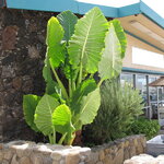 Alocasia macrorrhizos (3)