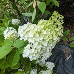Hydrangea paniculata Kilimanjaro (3)
