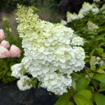 Hydrangea paniculata Kilimanjaro (4)