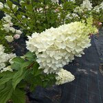 Hydrangea paniculata Panorama (4)