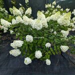Hydrangea paniculata Panorama (2)