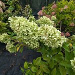 Hydrangea paniculata Panorama (7)