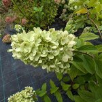 Hydrangea paniculata Panorama (6)