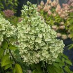Hydrangea paniculata Panorama (10)