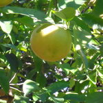 Citrus paradisi Star Ruby (2)