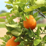 Citrus x tangelo Mineola (2)