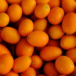 Citrus japonica Kumquat (1)