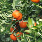 Citrus x clementina (2)