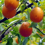 Citrus sinensis Sanguinea (2)