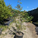 Zanthoxylum piperitum C55L