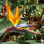 Strelitzia