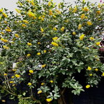 Cytisus battandieri