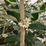 Osmanthus fragrans Minrix (2)