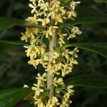 Osmanthus fragrans Minrix (1)