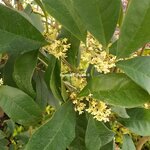 Osmanthus fragrans Minsiji (1)