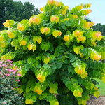 cercis-canadensis-the-rising-sun1