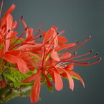 Rohodendron AP Kinsai