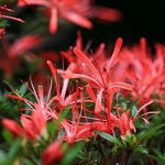 Rhododendron AP Kinsai (1)