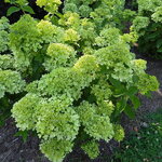 Hydrangea paniculata Little Lime