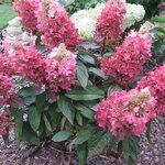 hydrangea paniculata Vesuvio