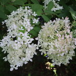Hydrangea paniculata Angels Blush
