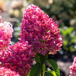 Hydrangea Pink and Rose (6)