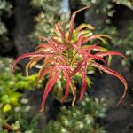 Acer palmatum Peve Dave (2)