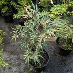 Acer palmatum Peve Dave (1)