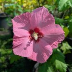 Hibiscus syriacus Aphrodite