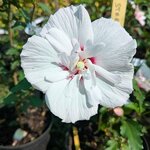 Hibiscus syriacus China Chiffon