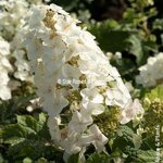 Hydrangea quercifolia Little Yeti (5)