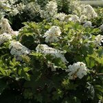 Hydrangea quercifolia Little Yeti (1)