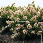 Hydrangea quercifolia Little Yeti (2)