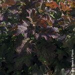 Hydrangea quercifolia Yeti (4)