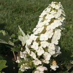 Hydrangea quercifolia Yeti (1)
