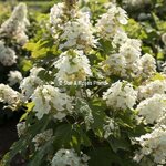 Hydrangea quercifolia Yeti (2)