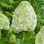 Hydrangea quercifolia TARA (1)