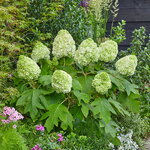 Hydrangea quercifolia TARA (8)