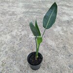 Strelitzia regiae