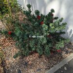 Callistemon Little John (2)