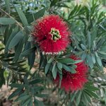Callistemon Little John (3)