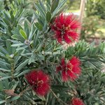 Callistemon Little John (4)