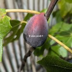 Ficus carica Violette de Solliès
