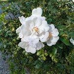 Rosa Innocencia