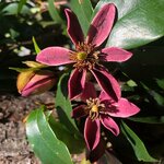 Magnolia Stellar Ruby (5)