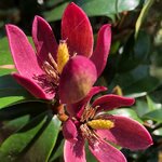 Magnolia Stellar Ruby (6)